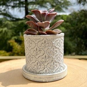 CHIVE Balter Succulent Planter- Indoor/Outdoor Plant Pot & Saucer Gardening Gift